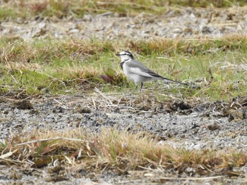 White Wagtail 平城宮跡 Sat, 11/3/2018