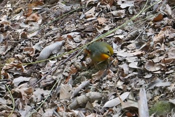 2019年2月12日(火) 中山寺(奥之院)の野鳥観察記録