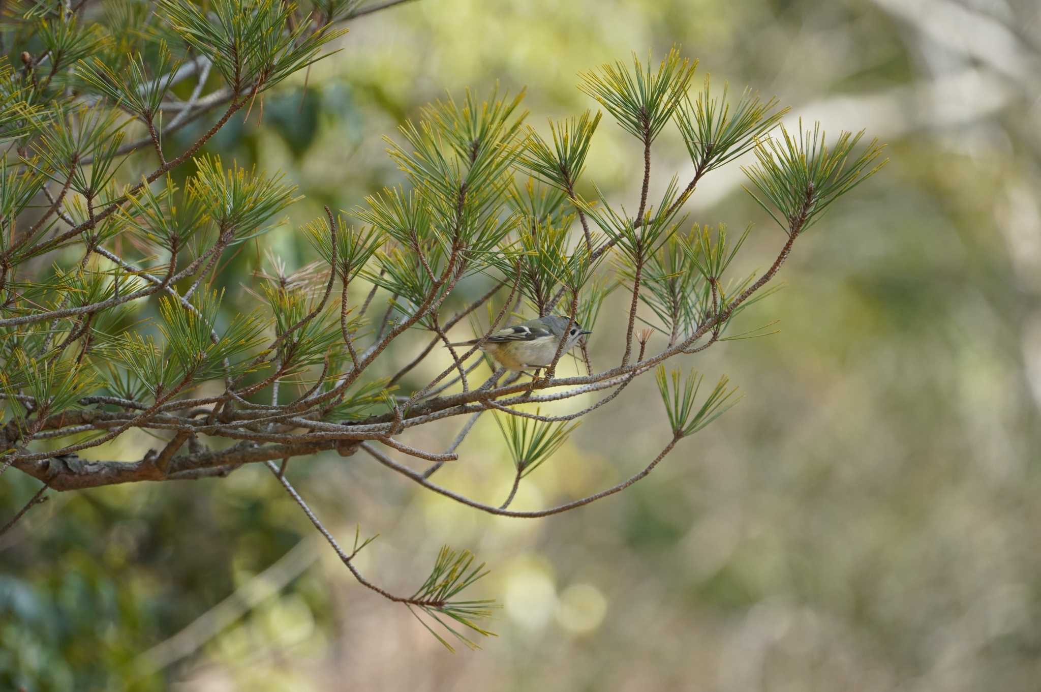 Photo of Goldcrest at 中山寺(奥之院) by マル