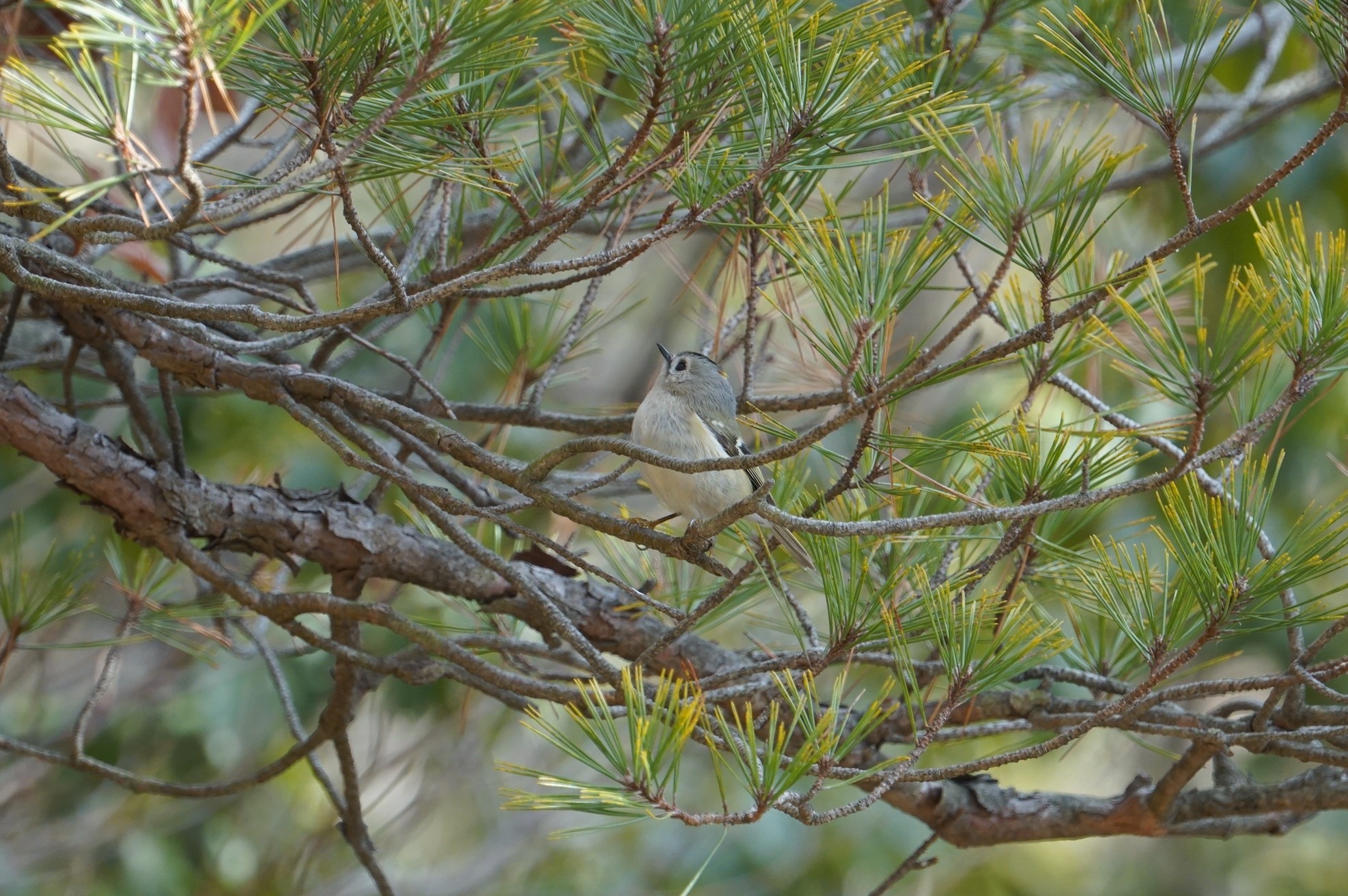 Goldcrest