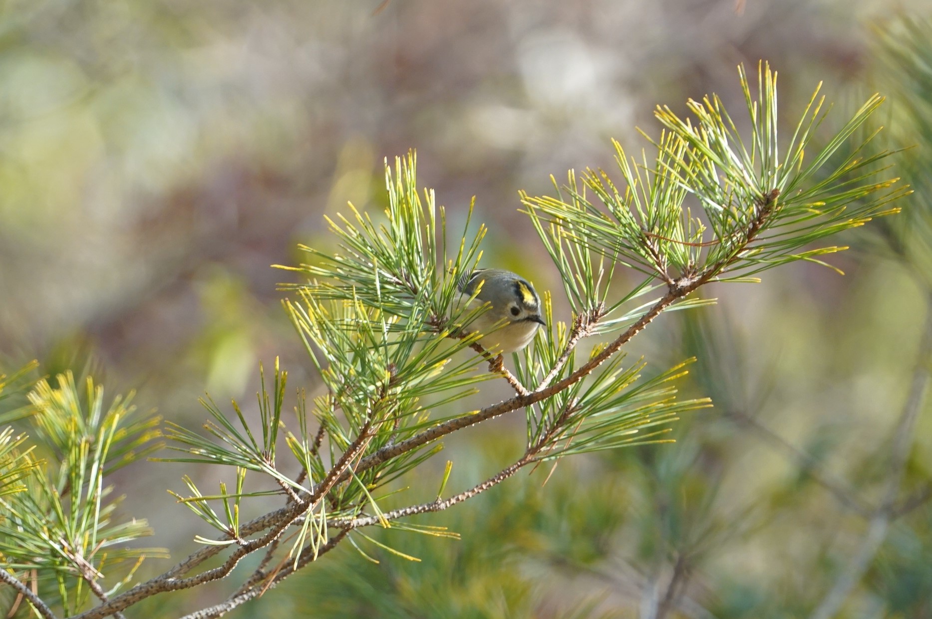 Photo of Goldcrest at 中山寺(奥之院) by マル