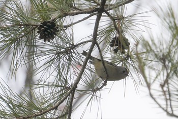 Goldcrest 中山寺(奥之院) Tue, 2/12/2019