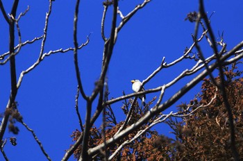 イカル 陣馬山 2019年2月3日(日)