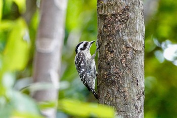 Sunda Pygmy Woodpecker Gardens by the Bay (Singapore) Sun, 1/27/2019