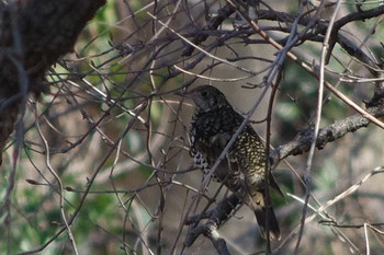 White's Thrush Akigase Park Sun, 2/3/2019