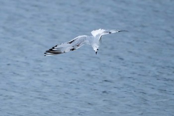 ズグロカモメ 山口県山口市 2019年2月9日(土)