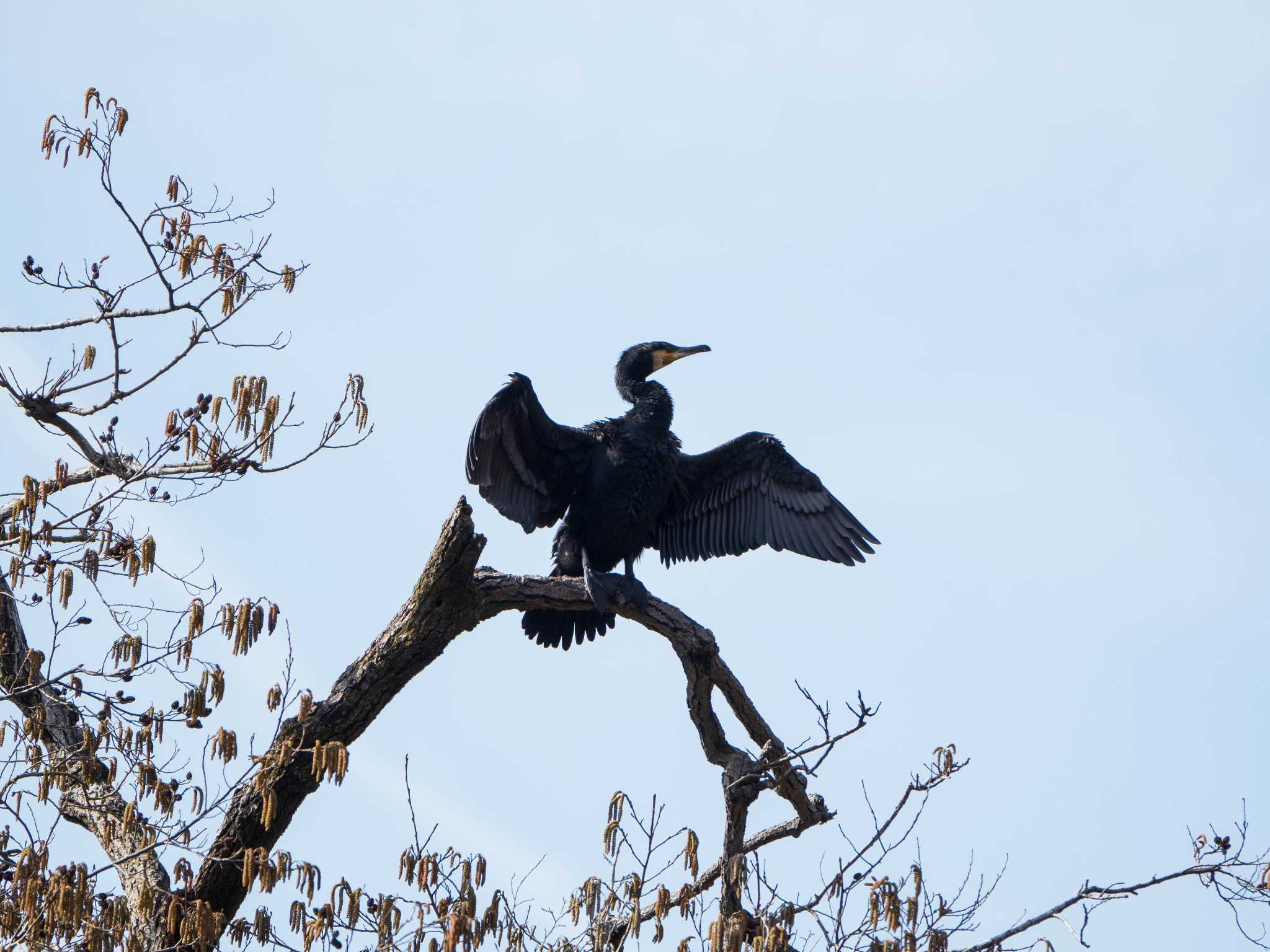 石神井公園 カワウの写真 by ryokawameister