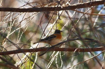 アトリ 陣馬山 2019年2月3日(日)