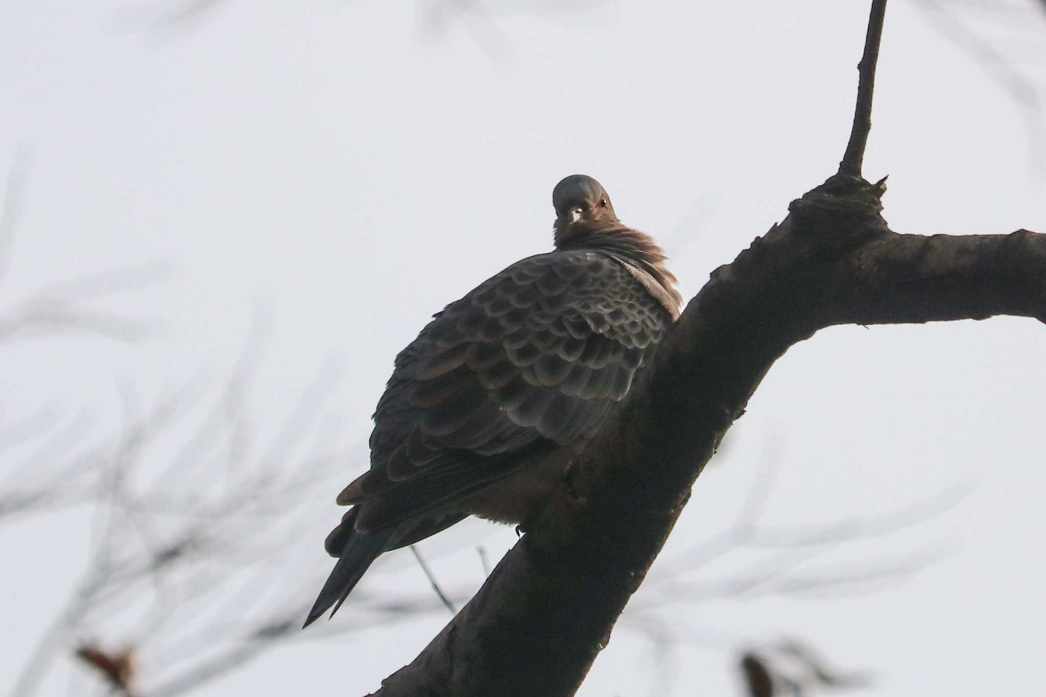 Oriental Turtle Dove