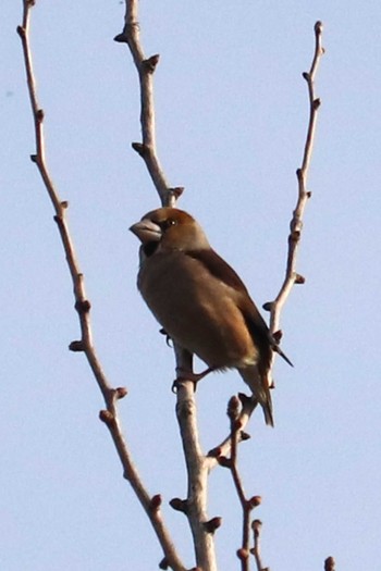 Sun, 2/10/2019 Birding report at 大倉山公園