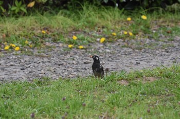 2017年4月15日(土) 小石川植物園の野鳥観察記録