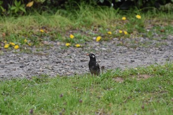 ムクドリ 小石川植物園 2017年4月15日(土)