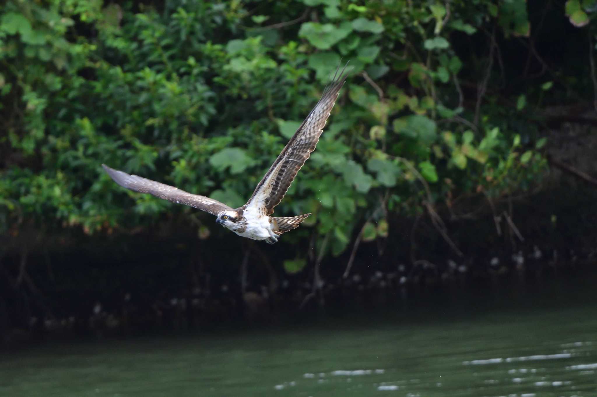 2024年10月9日(水) 長浜公園の野鳥観察記録 by やなさん | ZooPicker 2024年10月9日(水) 長浜公園の野鳥観察記録 by やなさん | ZooPicker