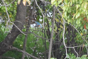 2017年4月22日(土) 水元公園の野鳥観察記録