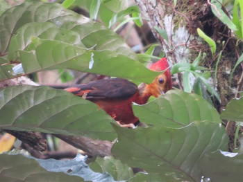 Orange-backed Woodpecker