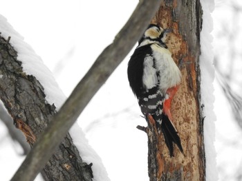 エゾアカゲラ 札幌市内 2019年2月13日(水)