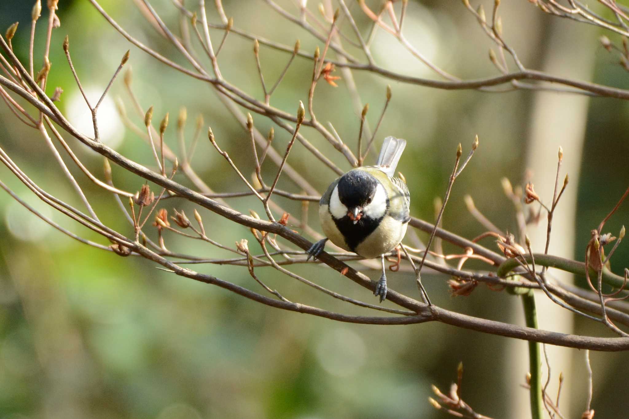 Japanese Tit