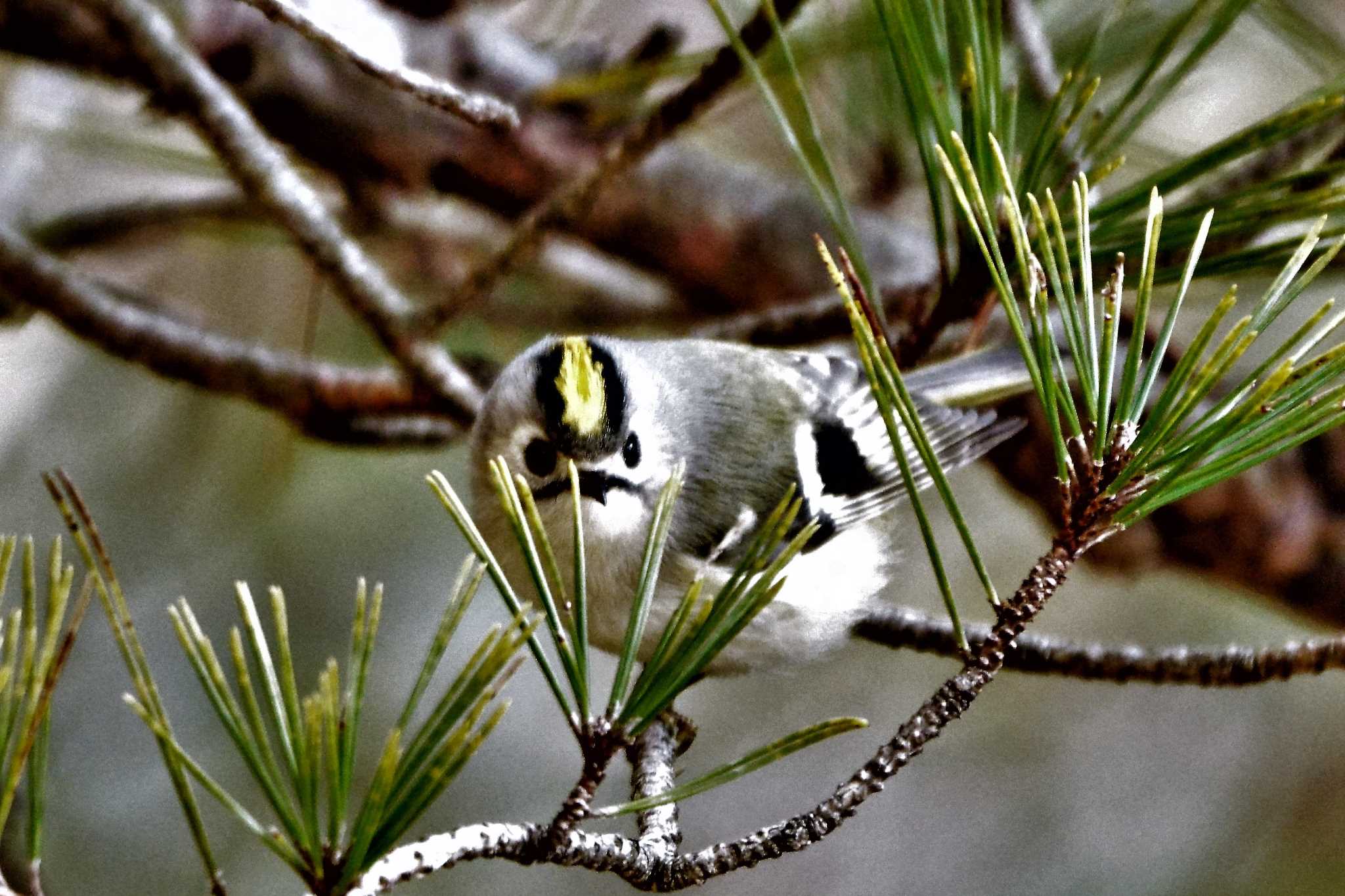 Goldcrest