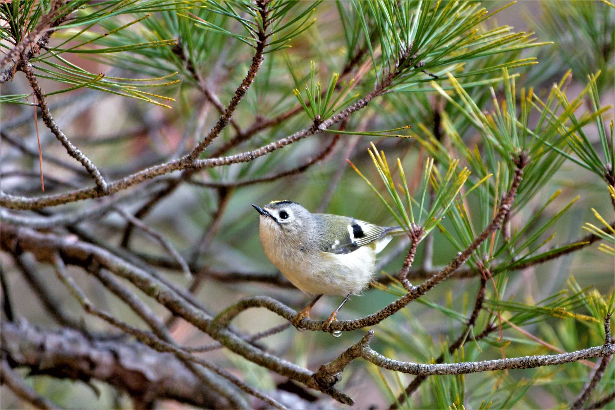 Goldcrest