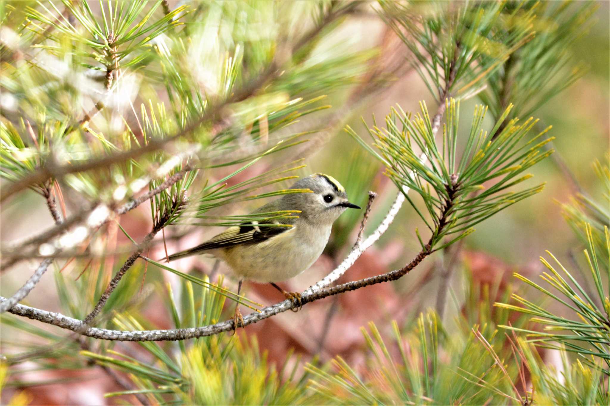 Goldcrest