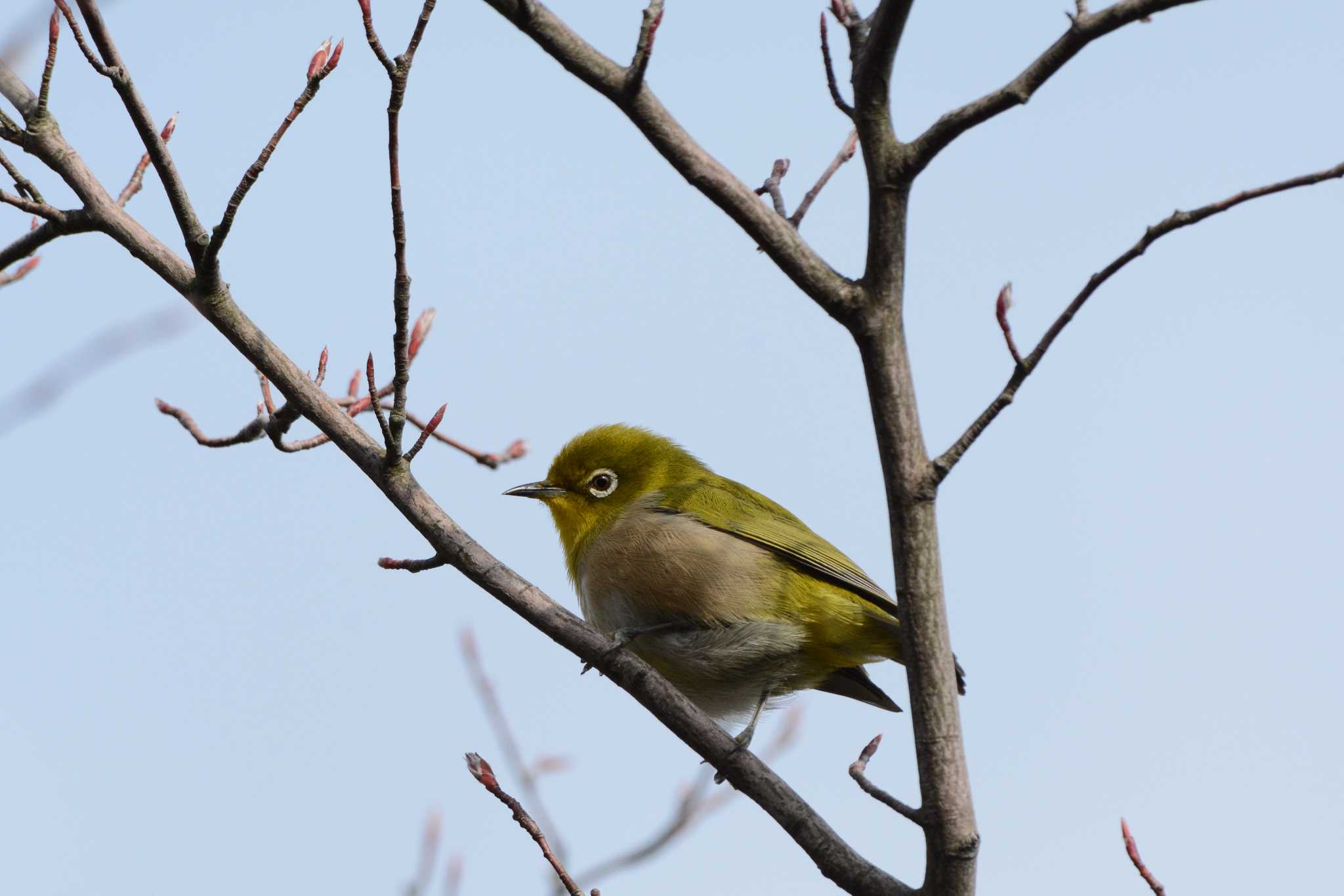 Warbling White-eye