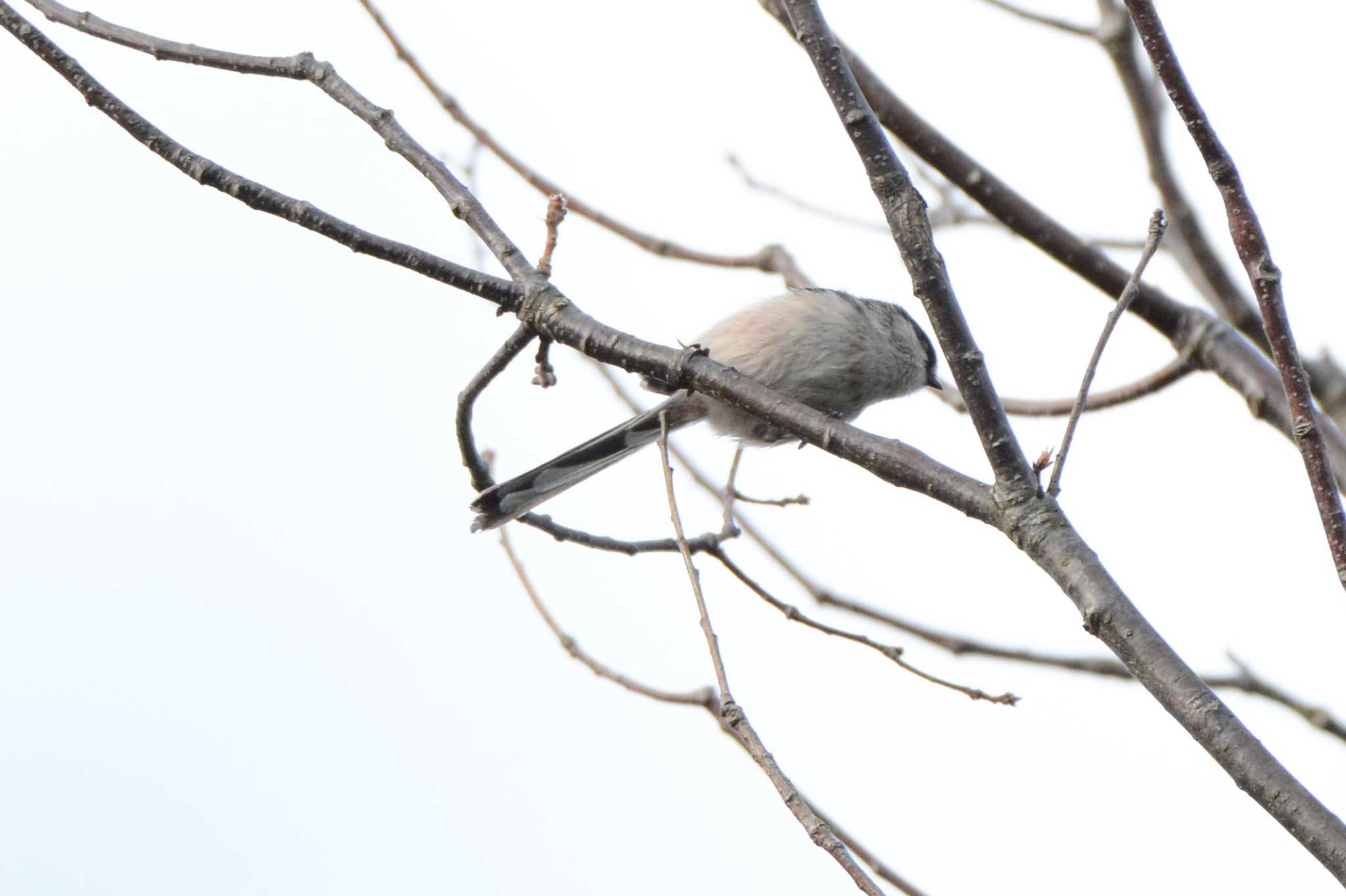 Photo of Long-tailed Tit at 中山寺(奥之院) by せいちゃん