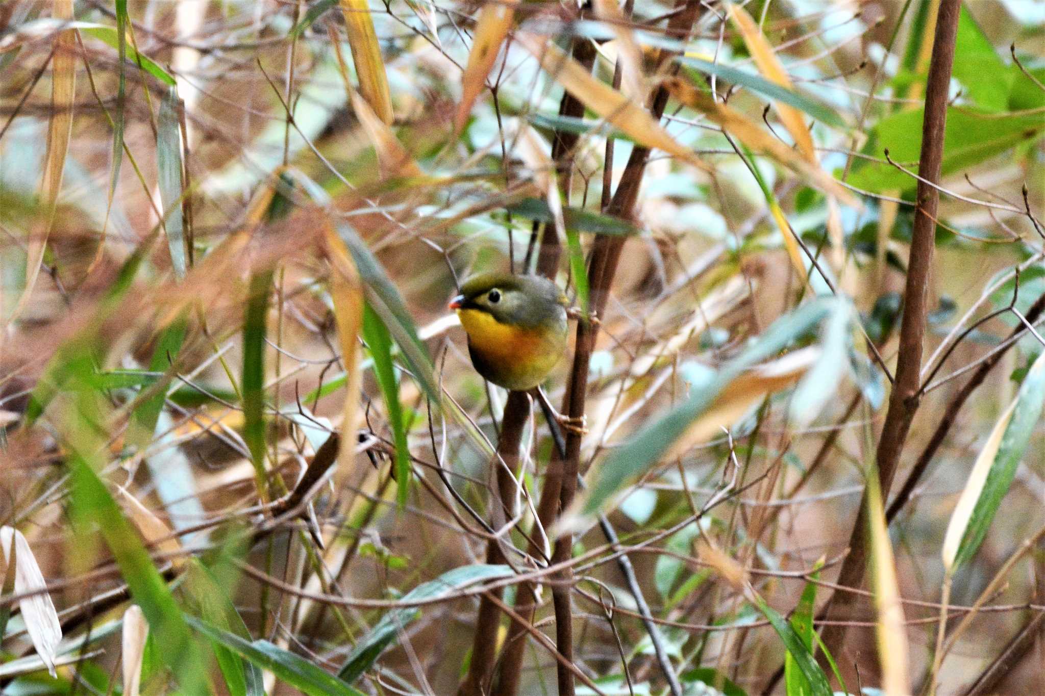 Photo of Red-billed Leiothrix at 中山寺(奥之院) by せいちゃん