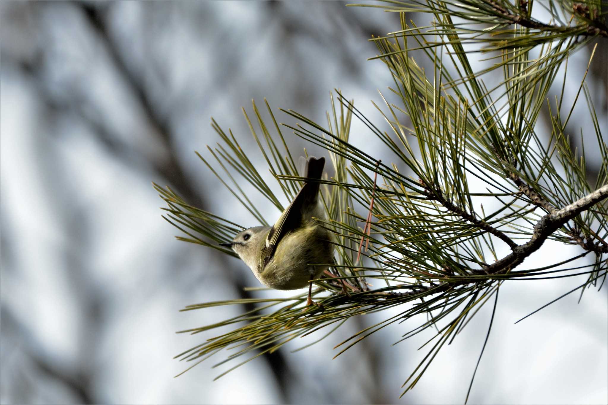 Photo of Goldcrest at 中山寺(奥之院) by せいちゃん