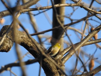 メジロ 東高根森林公園 2019年2月3日(日)