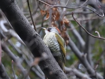 アオゲラ 東高根森林公園 2019年2月11日(月)