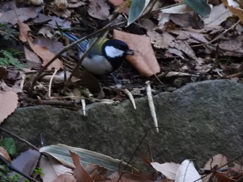 シジュウカラ 東高根森林公園 2019年2月11日(月)