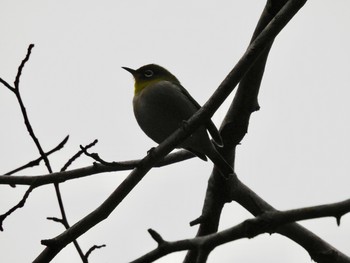 メジロ 東高根森林公園 2019年2月11日(月)