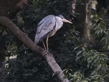 アオサギ 東高根森林公園 2019年2月11日(月)