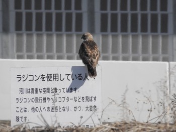 ノスリ 横浜 2019年2月12日(火)