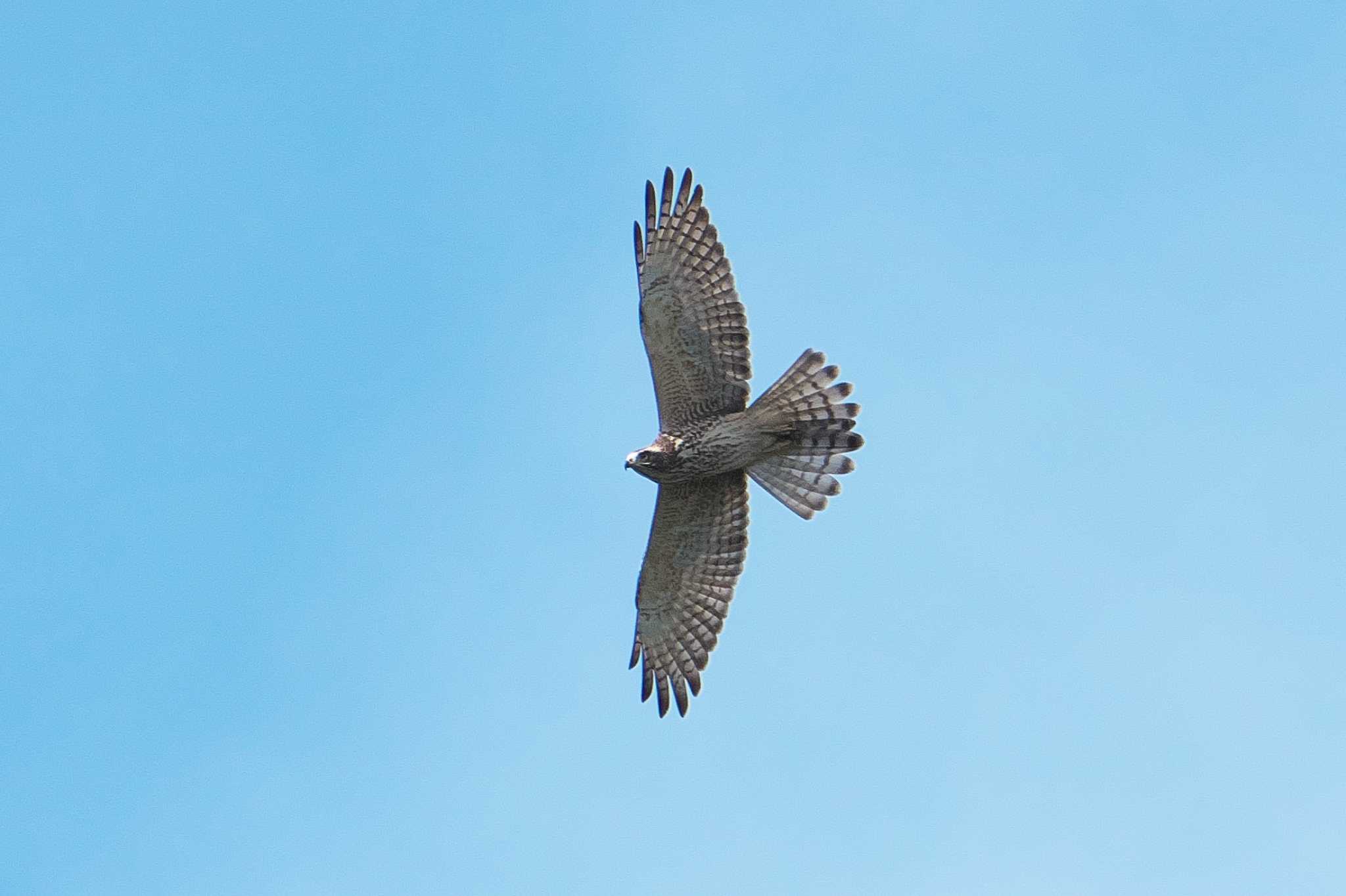 2024年10月10日(木) 武山(神奈川県横須賀市)の野鳥観察記録 by Y 2024年10月10日(木) 武山(神奈川県横須賀市)の野鳥観察記録 by Y