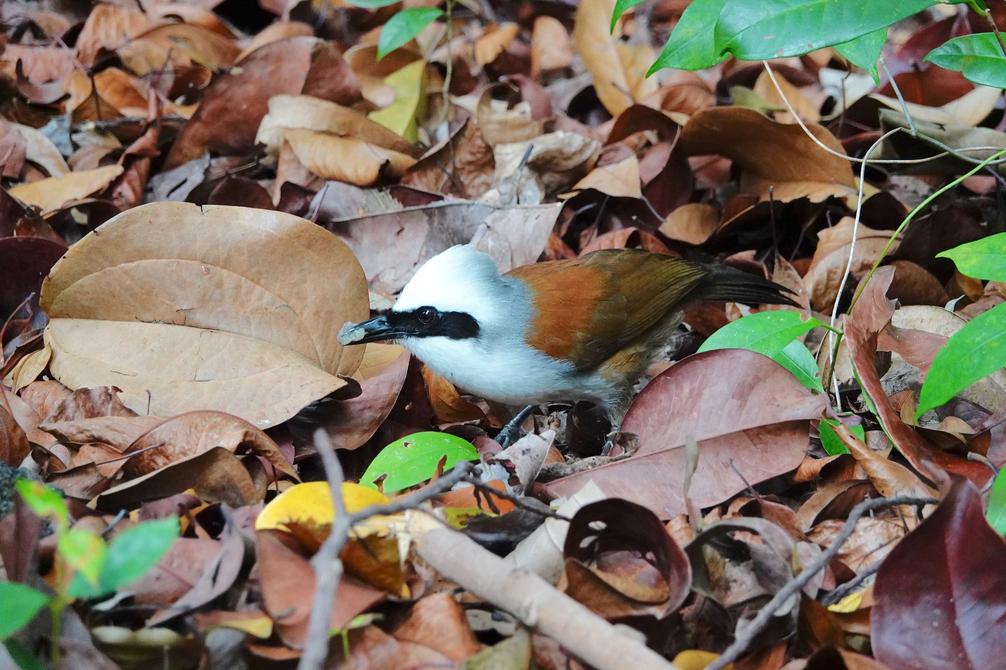 Bukit Batok Nature Park (Singapore) ハクオウチョウの写真 by のどか