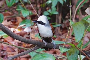 ハクオウチョウ Bukit Batok Nature Park (Singapore) 2019年1月28日(月)