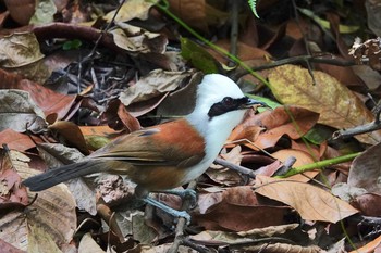 ハクオウチョウ Bukit Batok Nature Park (Singapore) 2019年1月28日(月)