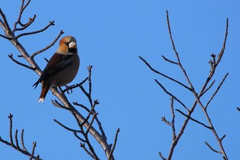 2019年1月26日(土) 大池緑地公園の野鳥観察記録