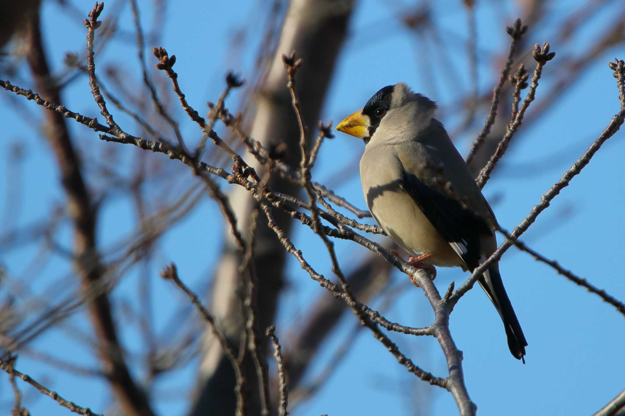 Photo of Japanese Grosbeak at 大池緑地公園 by ma-★kun