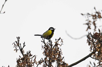 Green-backed Tit 大雪山国家森林遊楽区 Sat, 1/19/2019