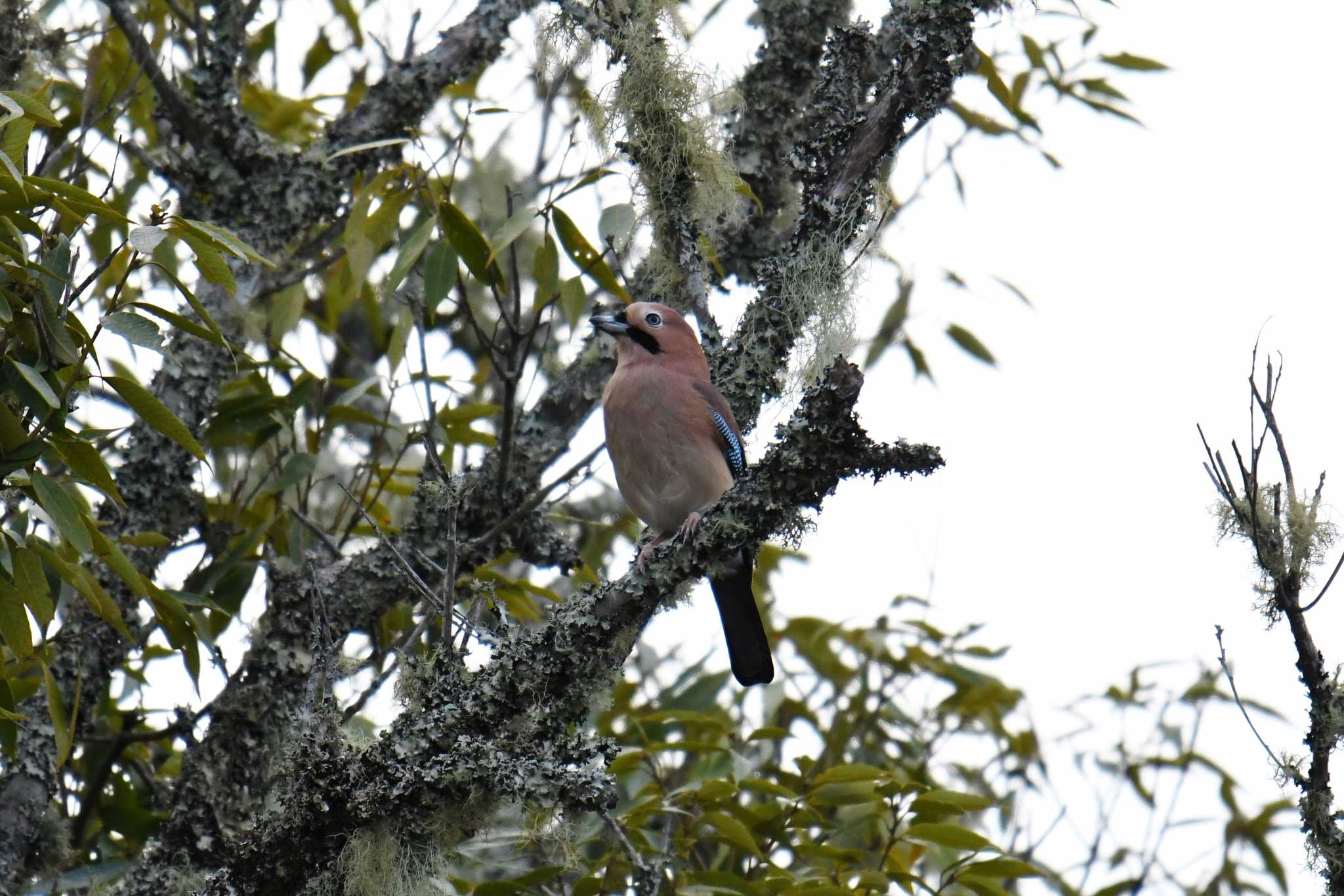 Eurasian Jay