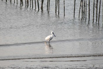 クロツラヘラサギ 葛西臨海公園 2019年2月13日(水)