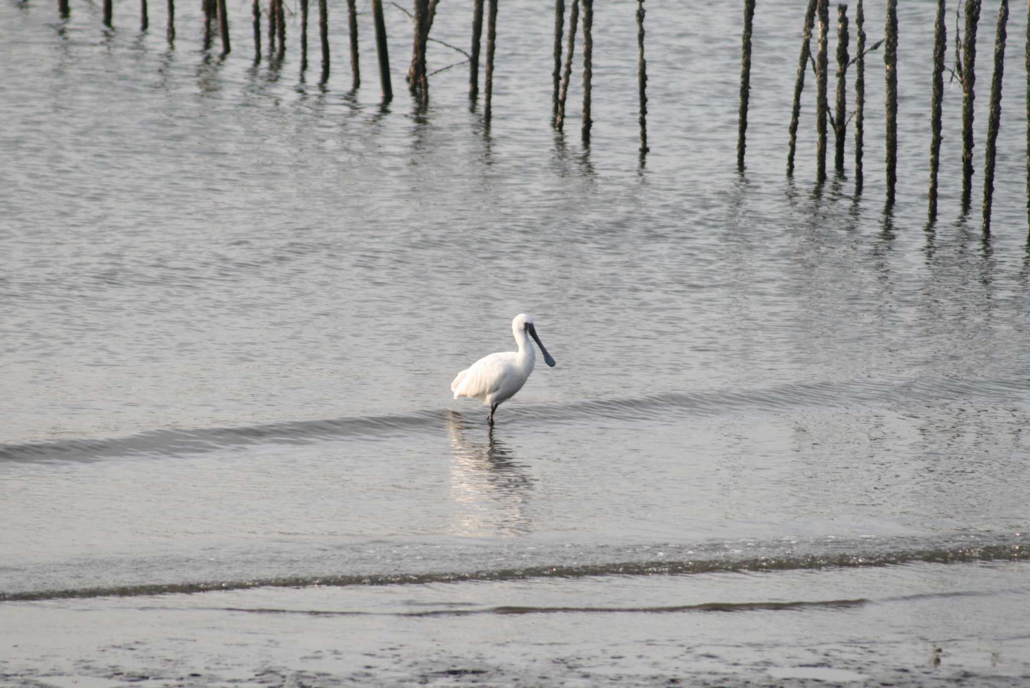 Black-faced Spoonbill