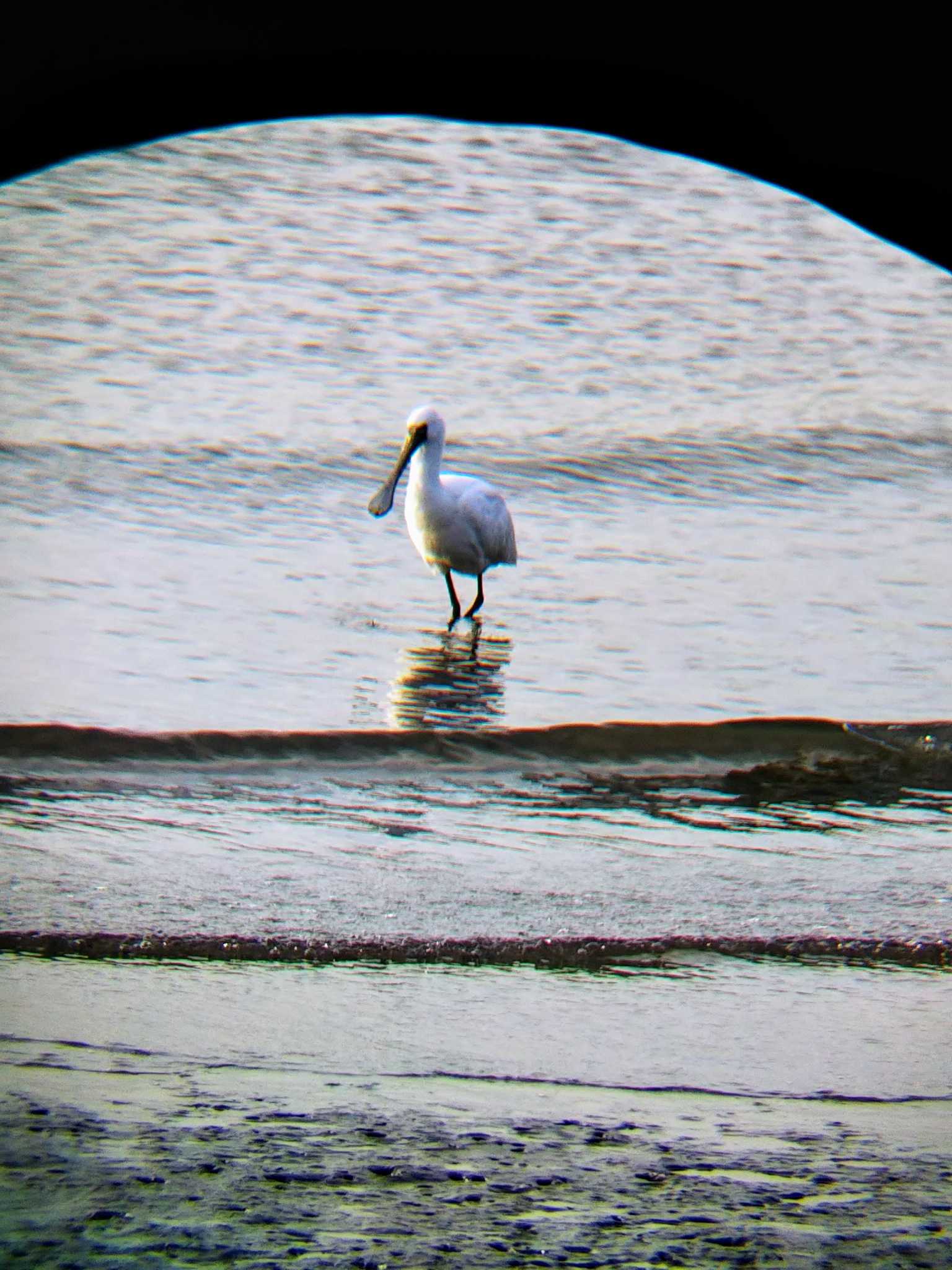 Black-faced Spoonbill