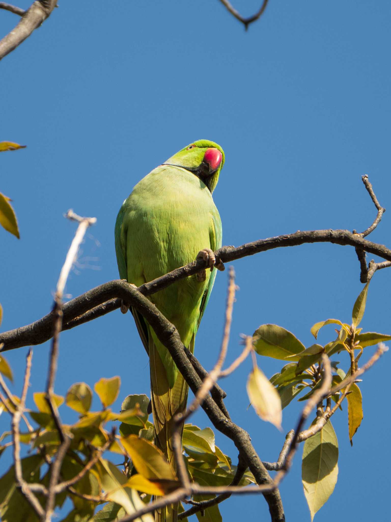 石神井公園 ワカケホンセイインコの写真 by ryokawameister