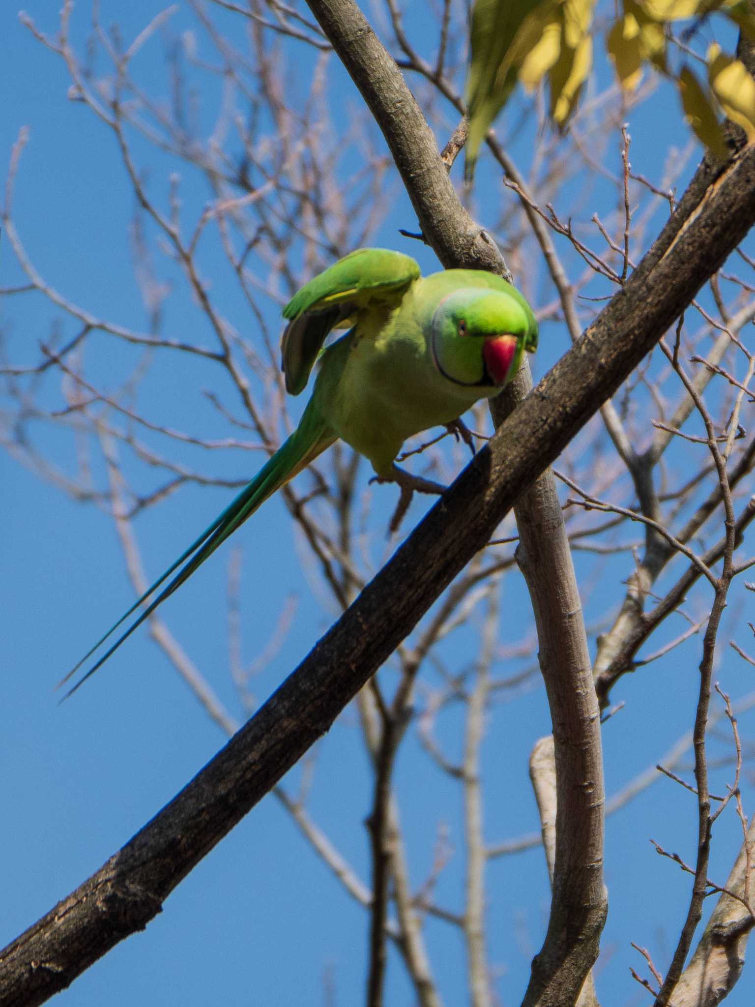 ワカケホンセイインコ