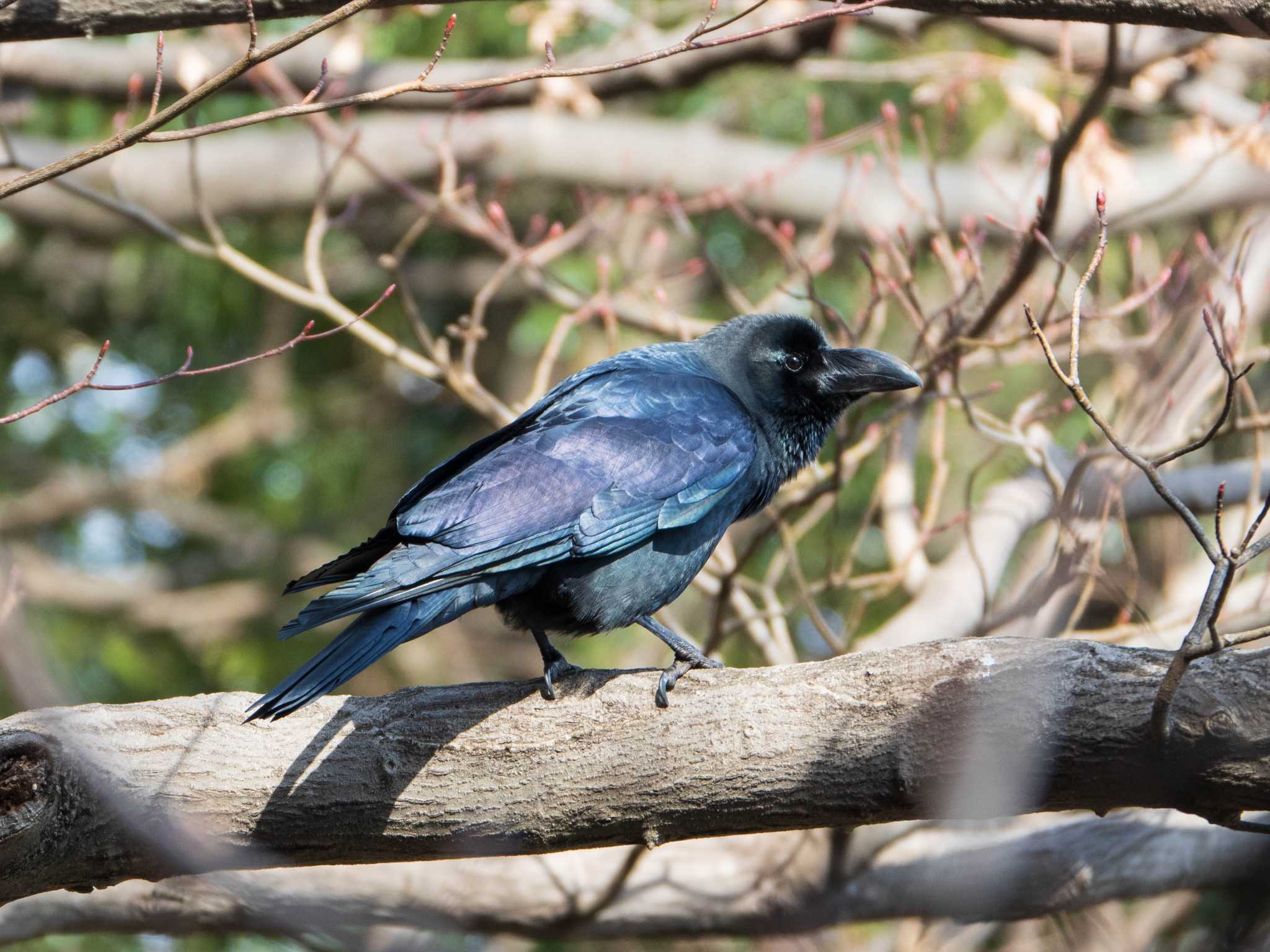 石神井公園 ハシブトガラスの写真 by ryokawameister