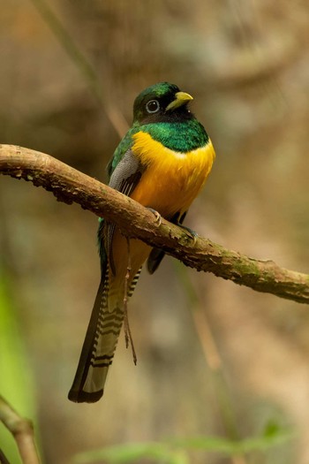 Northern Black-throated Trogon Pipeline Road(Gamboa) Thu, 1/3/2019