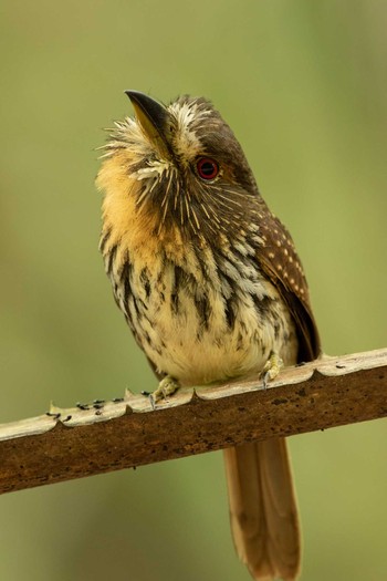 White-whiskered Puffbird Pipeline Road(Gamboa) Thu, 1/3/2019